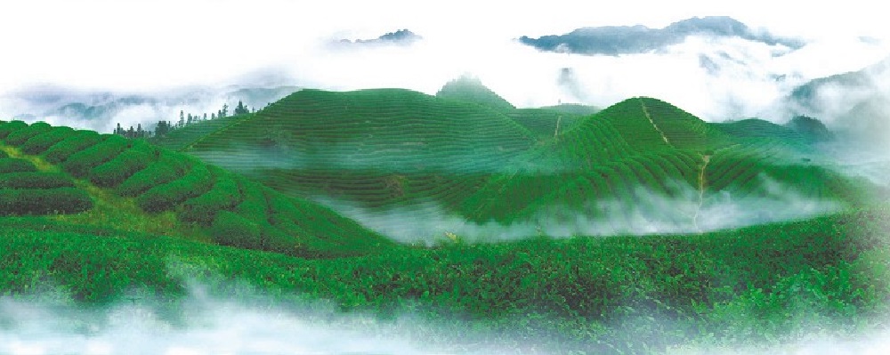 中國(guó)有機(jī)谷