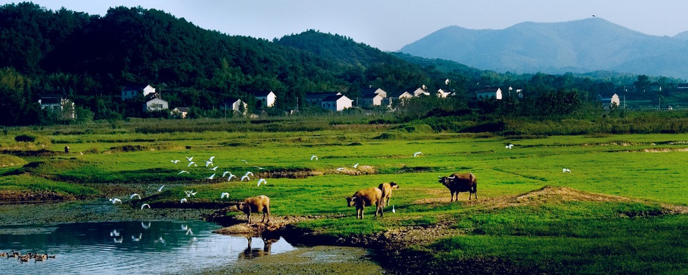 中國(guó)有機(jī)谷